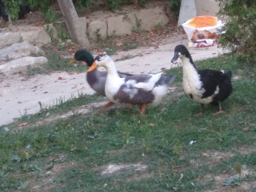  - Ratele mele macaitoare 2021