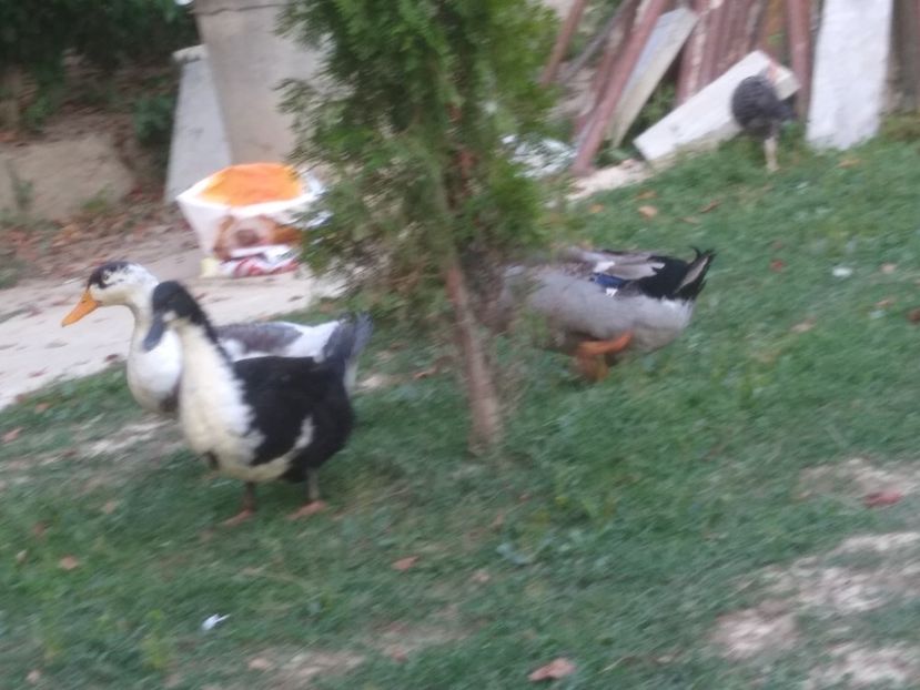  - Ratele mele macaitoare 2021