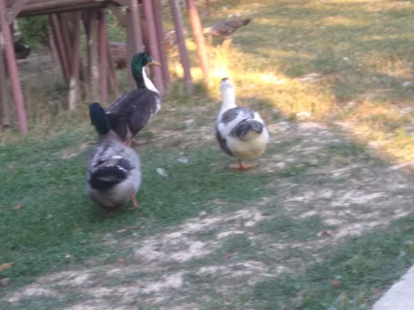  - Ratele mele macaitoare 2021