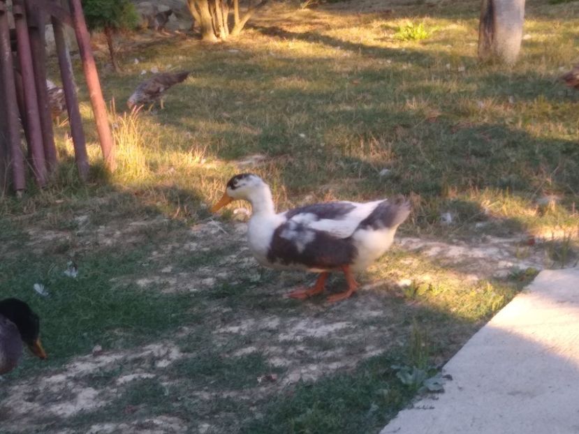  - Ratele mele macaitoare 2021