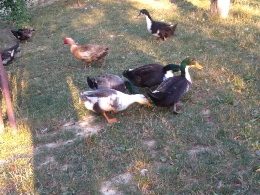  - Ratele mele macaitoare 2021