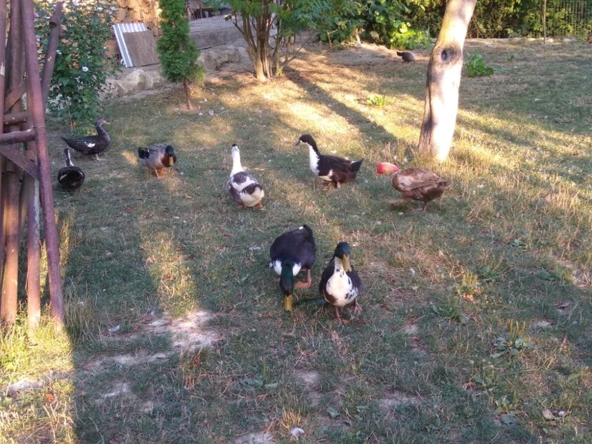  - Ratele mele macaitoare 2021