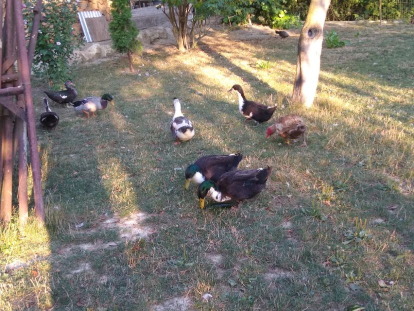  - Ratele mele macaitoare 2021