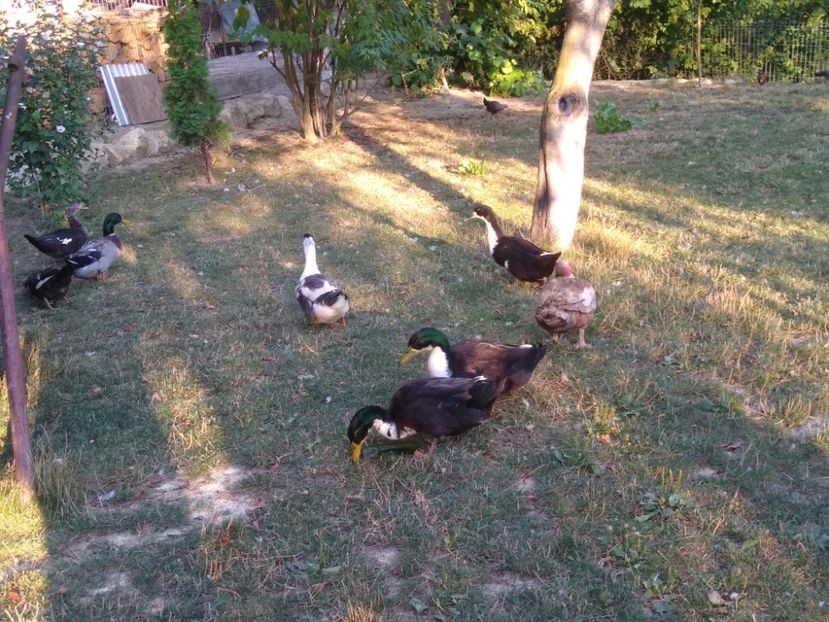  - Ratele mele macaitoare 2021