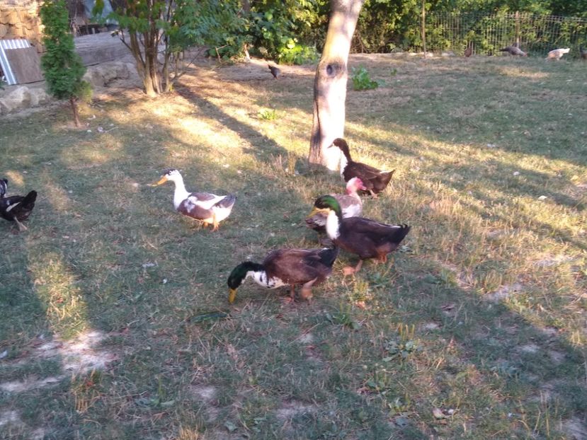  - Ratele mele macaitoare 2021