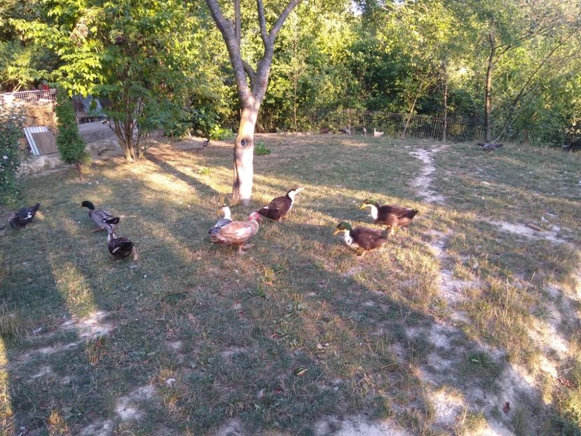  - Ratele mele macaitoare 2021