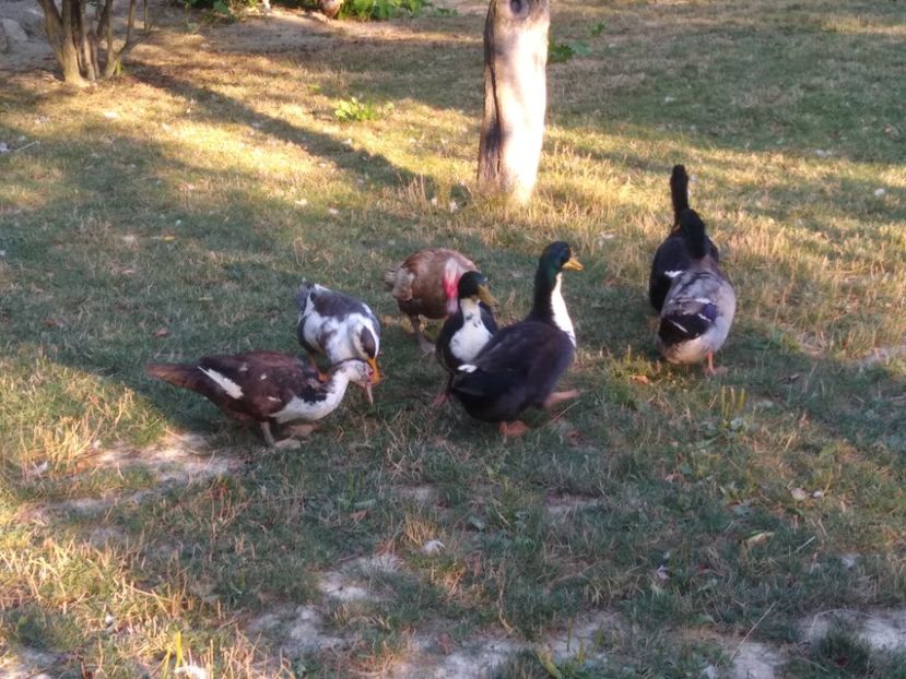  - Ratele mele macaitoare 2021