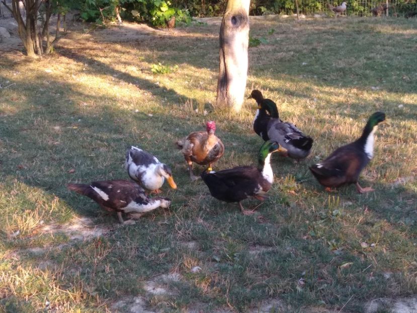  - Ratele mele macaitoare 2021