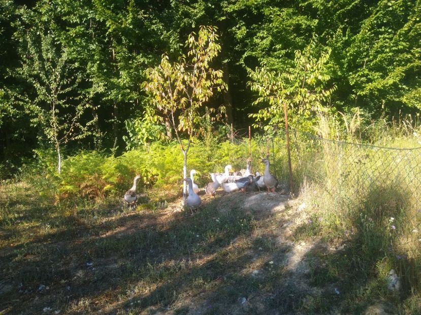  - Gâște 2020-2021