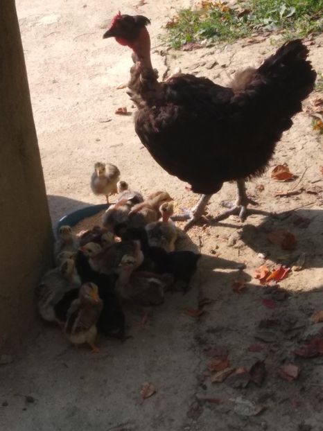  - Surpriza in gospodărie