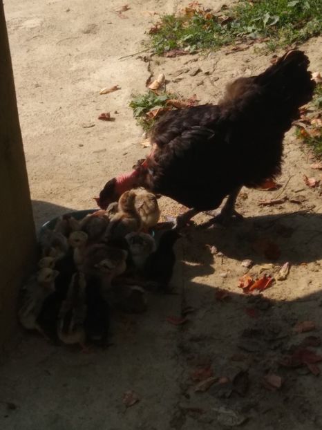  - Surpriza in gospodărie