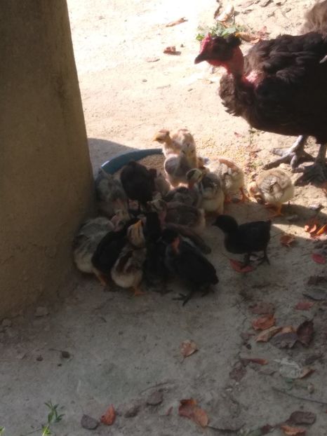  - Surpriza in gospodărie