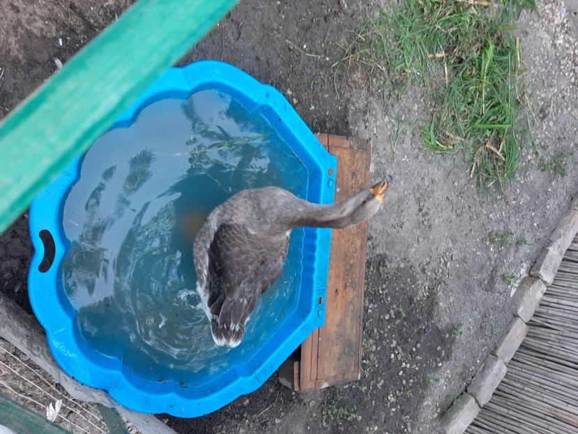  - Boboci gâsca 2021