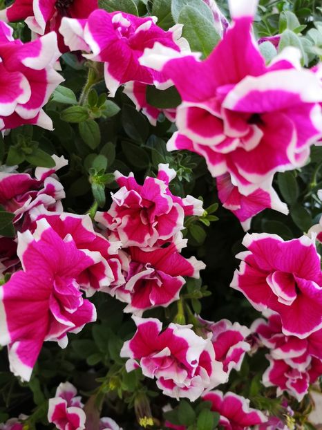 Petunie dubla - 0 0 2021