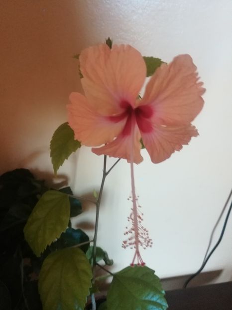  - Hibiscus 2021