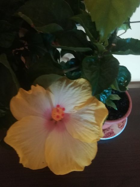 - Hibiscus 2021