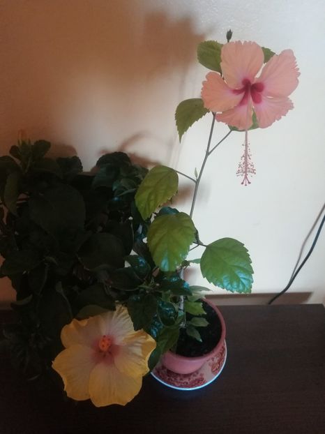  - Hibiscus 2021