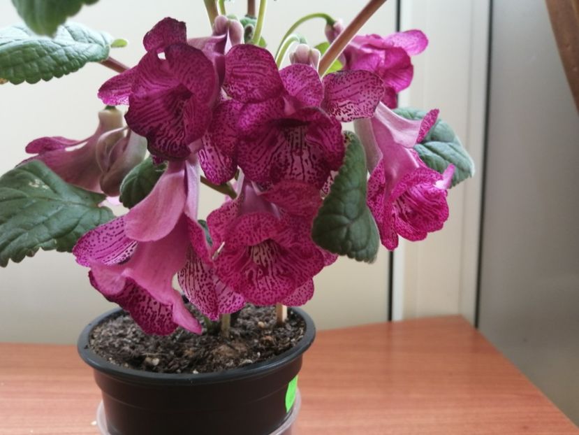  - Sininngia Isa s Gorgeous