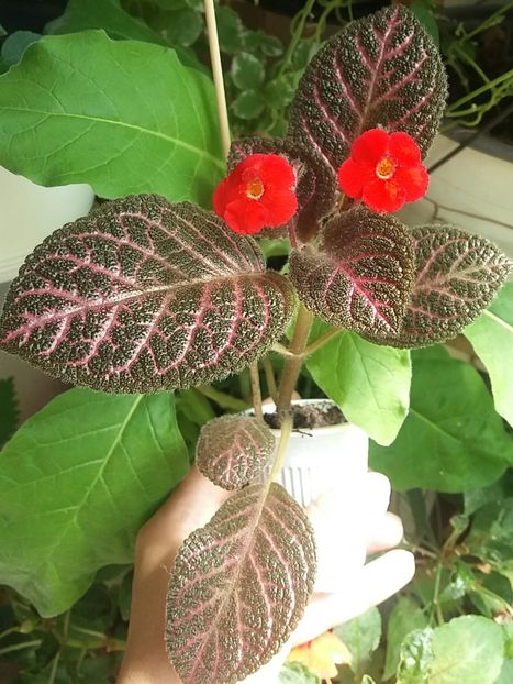  - Episcia