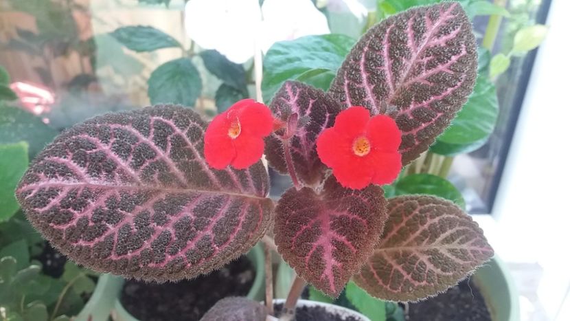  - Episcia