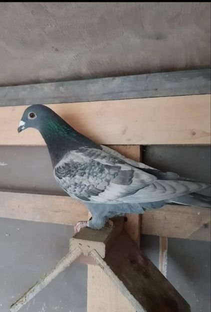  - NU IMI APARTIN ALBUM NR 2