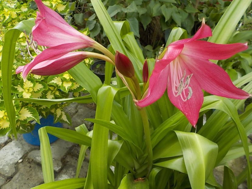  - crinum powelii bosanquet