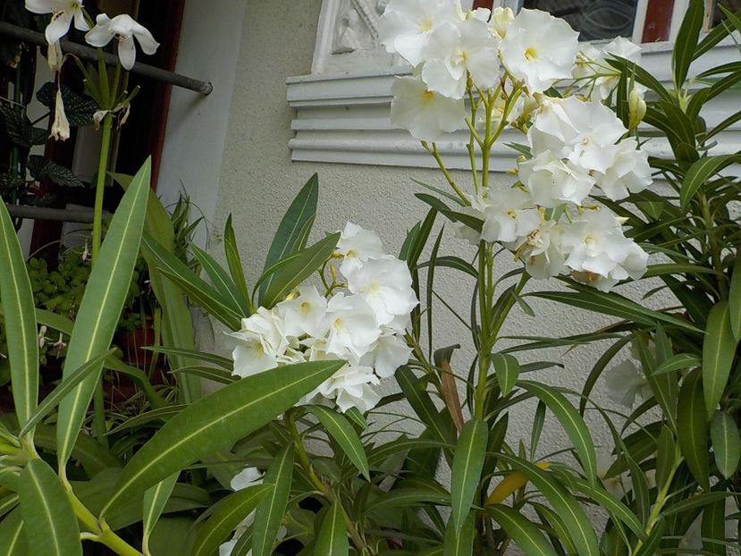  - mont blanc leandru nr 22