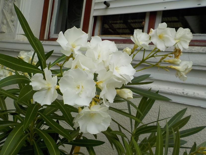  - mont blanc leandru nr 22