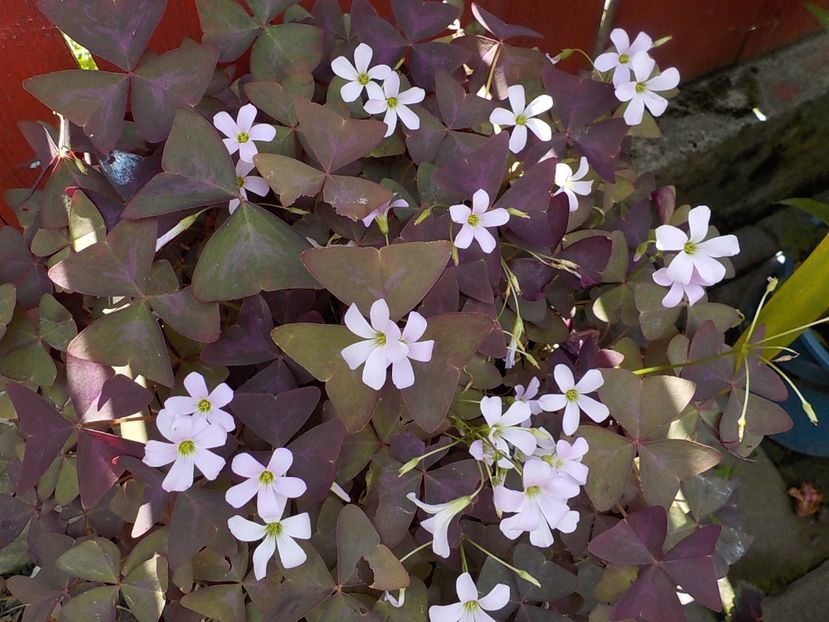  - oxalis triangularis