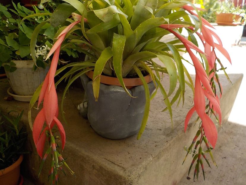  - billbergia nutans