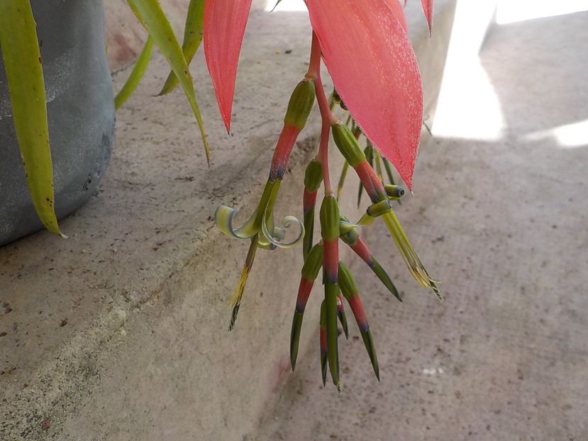  - billbergia nutans