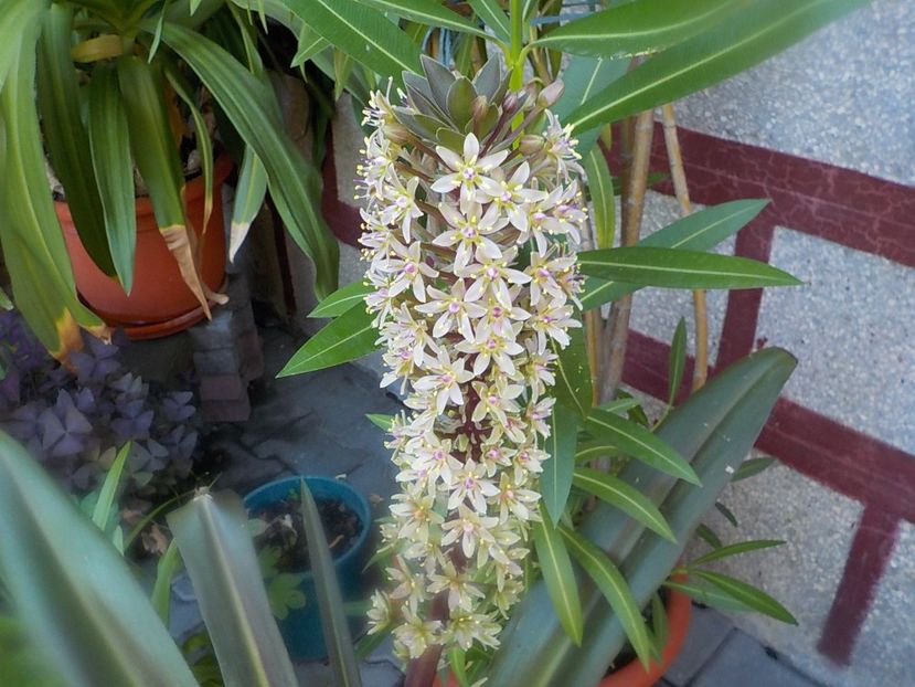  - eucomis