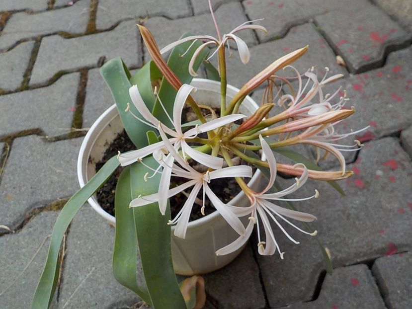  - ammocharis-coranica