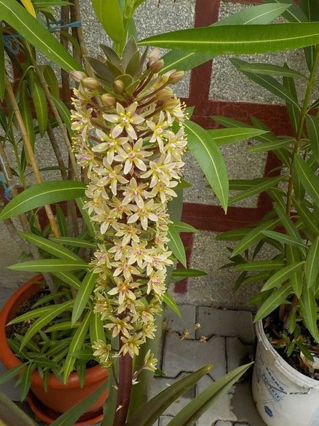  - eucomis