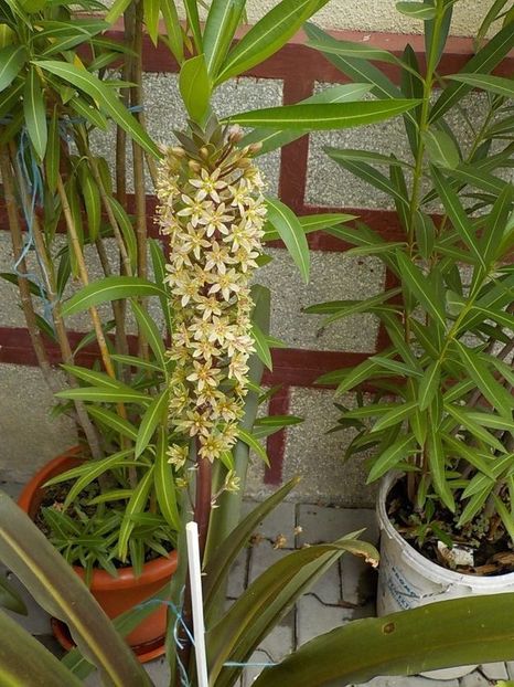  - eucomis