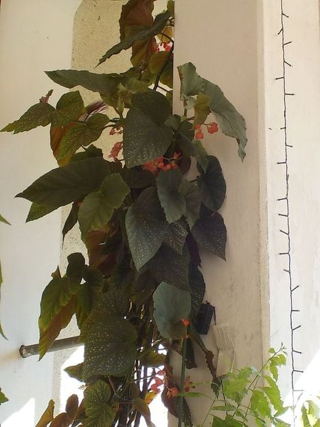  - begonia lucernae
