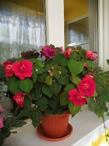  - FRUMUSETI LA FERESTRA