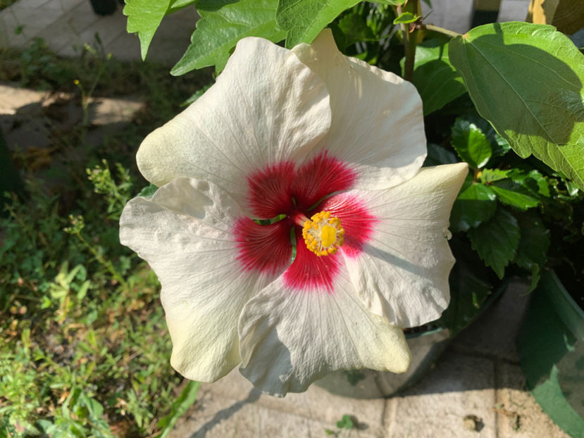  - Jurnalul gradinii 2021