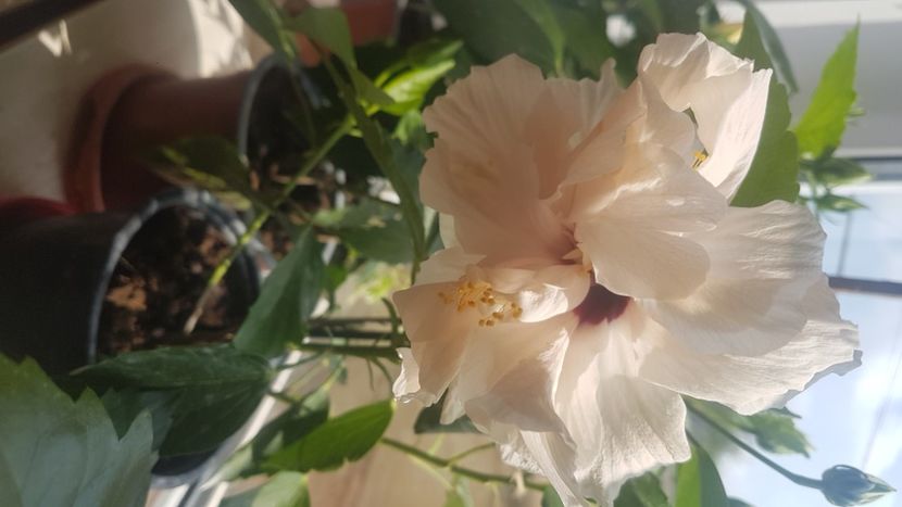  - Hibiscusi