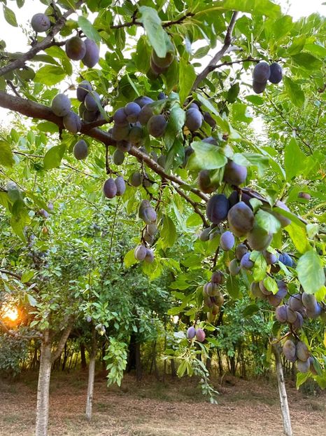 70A1A5A0-7843-40CB-8618-EEB91F5F0C85 - Livada