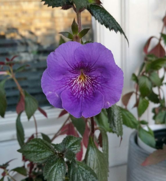 2021 - Serges Revelation