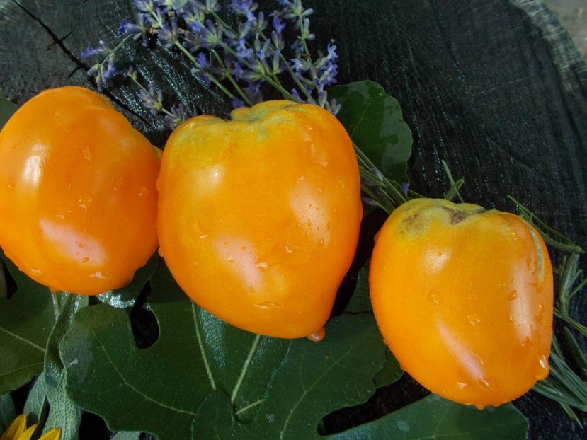  - SEMINTE ROSII - T 751 KOZULA100