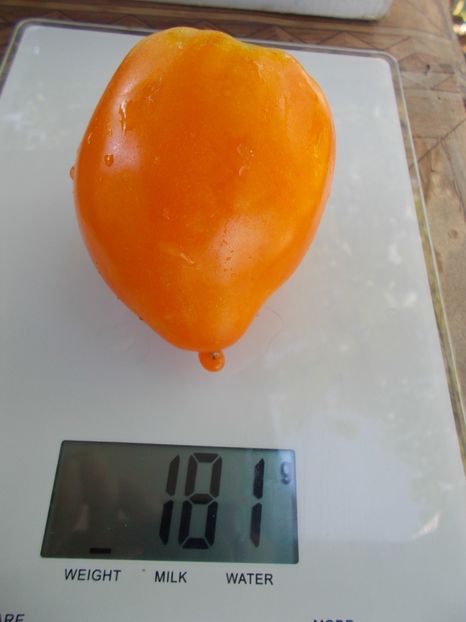  - SEMINTE ROSII - T 751 KOZULA100