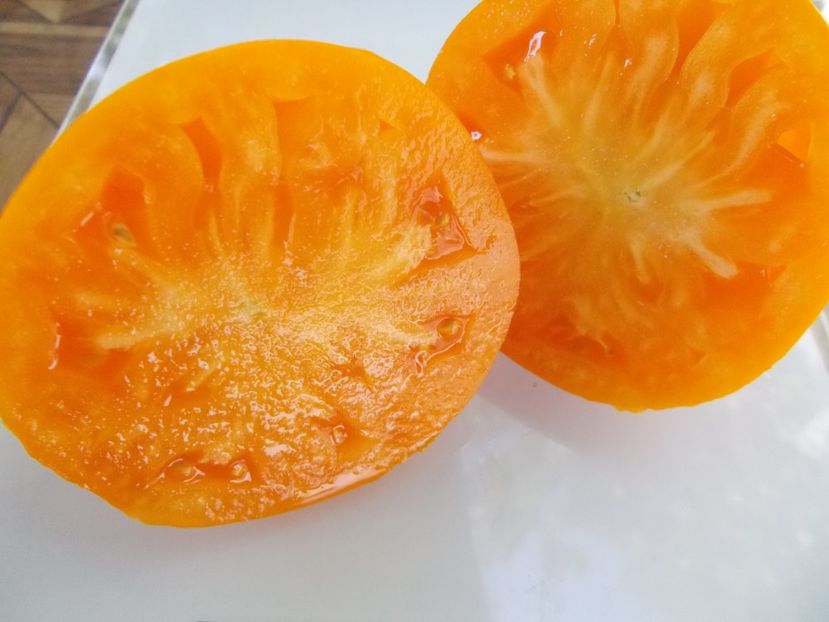  - SEMINTE ROSII - T 751 KOZULA100