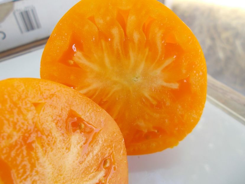  - SEMINTE ROSII - T 751 KOZULA100