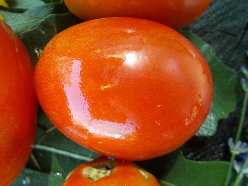  - SEMINTE ROSII - T 707 ALICE EGYPT