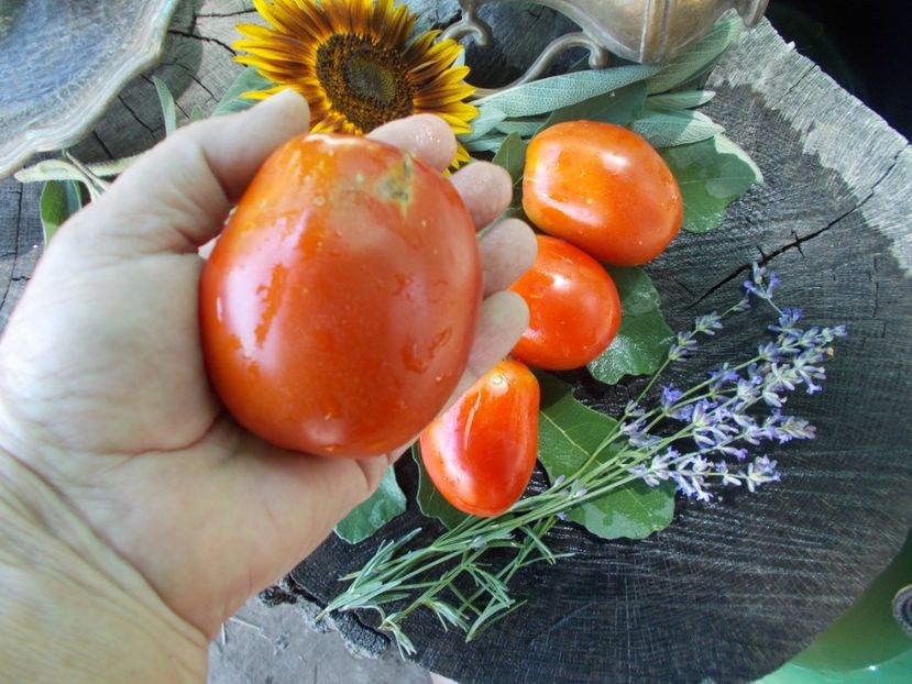  - SEMINTE ROSII - T 707 ALICE EGYPT