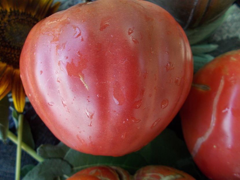  - SEMINTE ROSII - FLEISH WUNDER