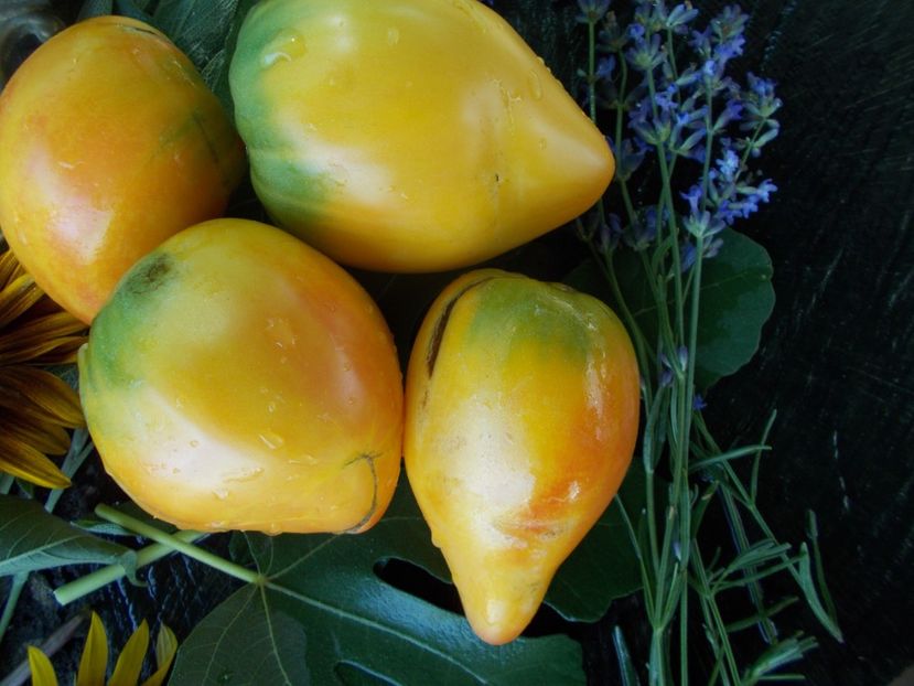  - SEMINTE ROSII - T 675 DESDEMONA S HEART