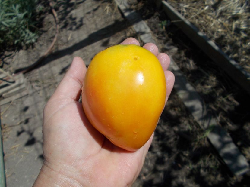  - SEMINTE ROSII - T 675 DESDEMONA S HEART